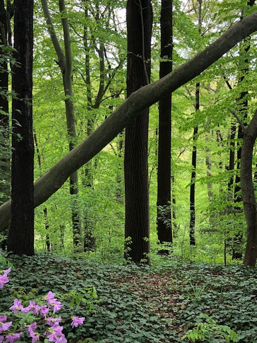 Kostnadsfri bild av bark, flora, grenar