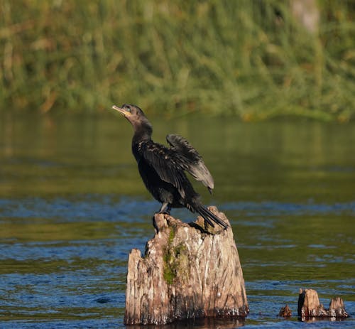 A bird sitting on a tree stump in the water