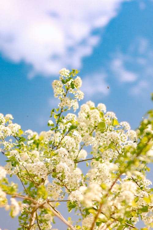 Free A white flower with blue sky in the background Stock Photo