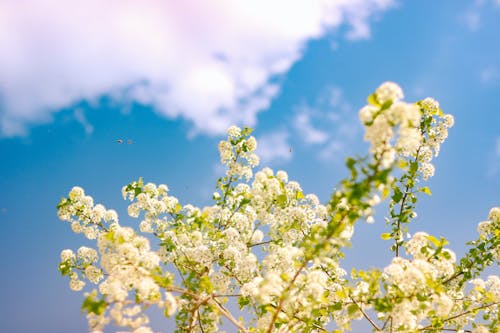 White flowers against a blue sky with clouds
