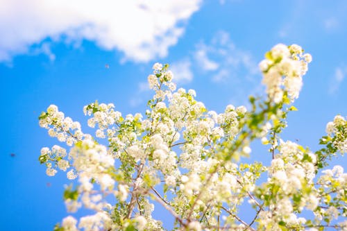 White flowers on a tree against a blue sky