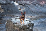 一只可爱的吉娃娃犬站在岩石上，背景是岩石景观