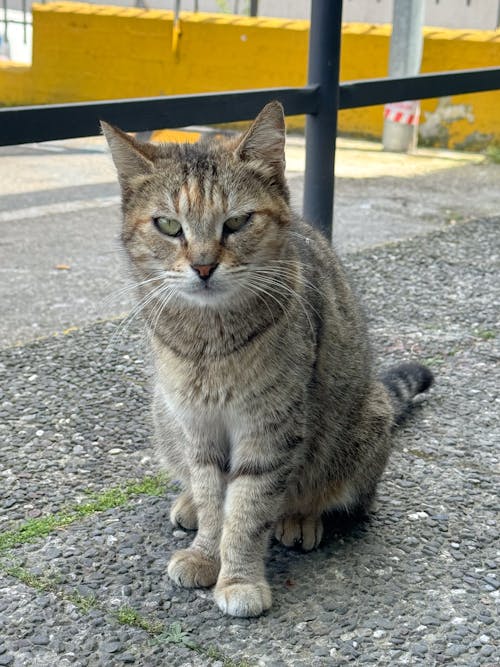 Δωρεάν στοκ φωτογραφιών με @εξωτερικου χωρου, street cat, αιλουροειδές
