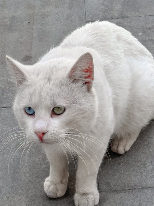 Δωρεάν στοκ φωτογραφιών με street cat, αιλουροειδές, Γάτα
