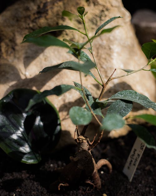 Foto stok gratis batu, Daun-daun, fokus selektif