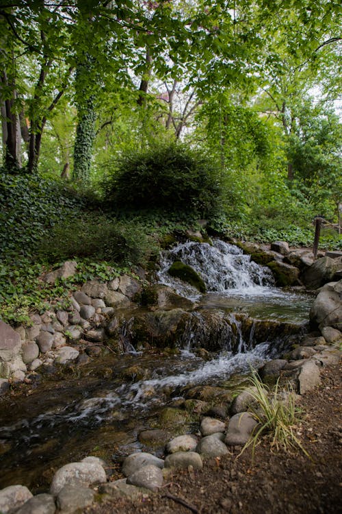 Imagine de stoc gratuită din apă curgătoare, cascadelor, codru