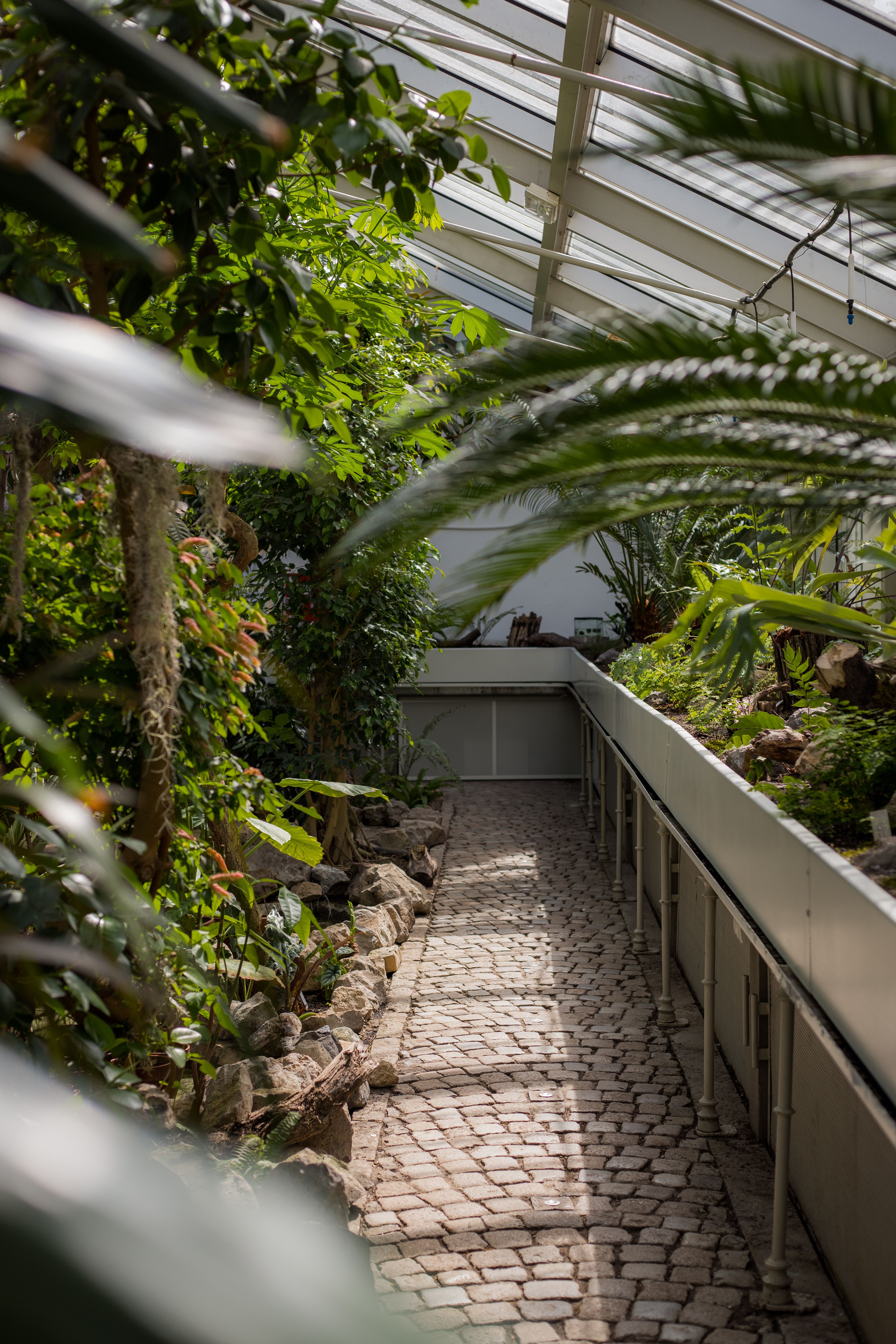 Interior of a Botanical Garden · Free Stock Photo