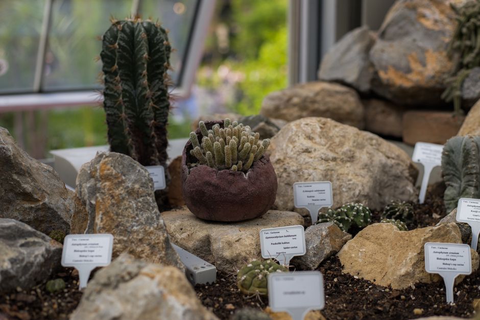 personalised slate plant labels - Close-up of various cacti in a botanical garden with name tags and stones.