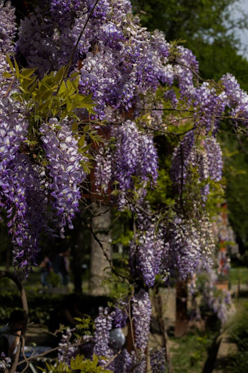 คลังภาพถ่ายฟรี ของ wisteria จีน, กระจุก, กำลังบาน