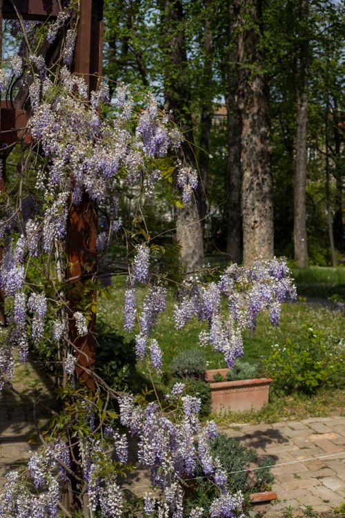 Free A beautiful wisteria vine in full bloom during springtime in a lush garden setting. Stock Photo