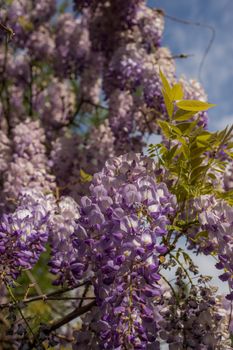 bright wisteria blossom clusters