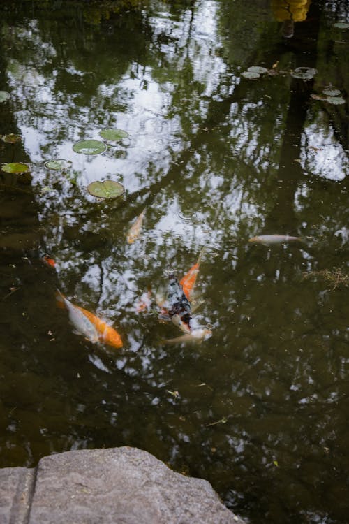 Gratis lagerfoto af dyrefotografering, fisk, lodret skud