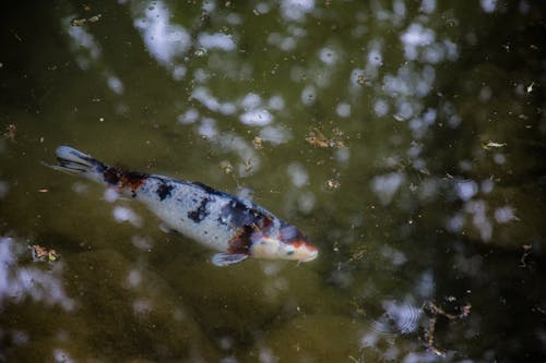 Gratis lagerfoto af dyrefotografering, fisk, natur