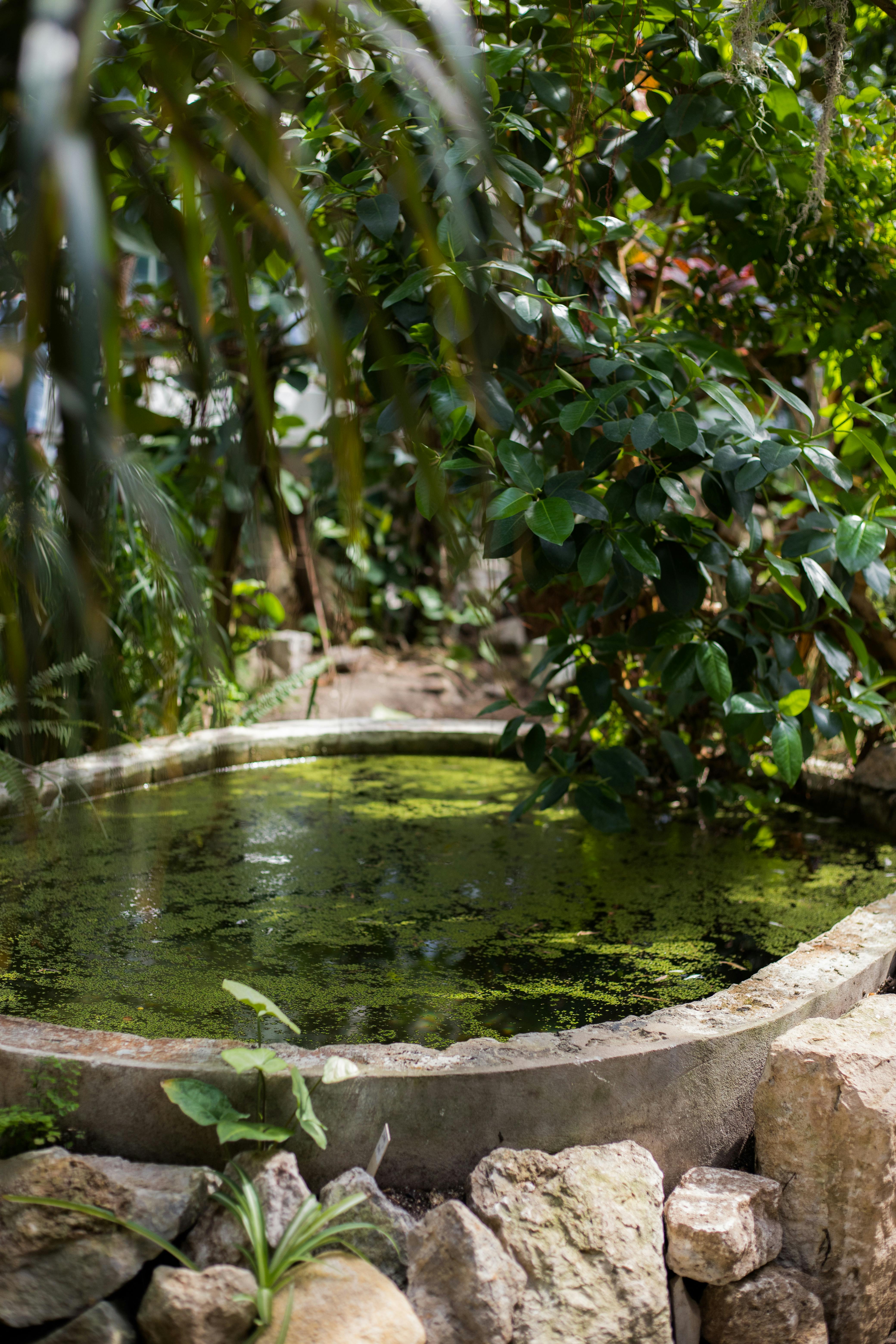 A serene garden pond surrounded by lush plants and rocks, creating a peaceful outdoor setting.
