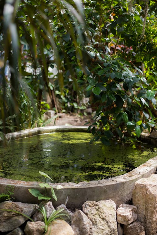 Fotos de stock gratuitas de agua, al aire libre, árbol