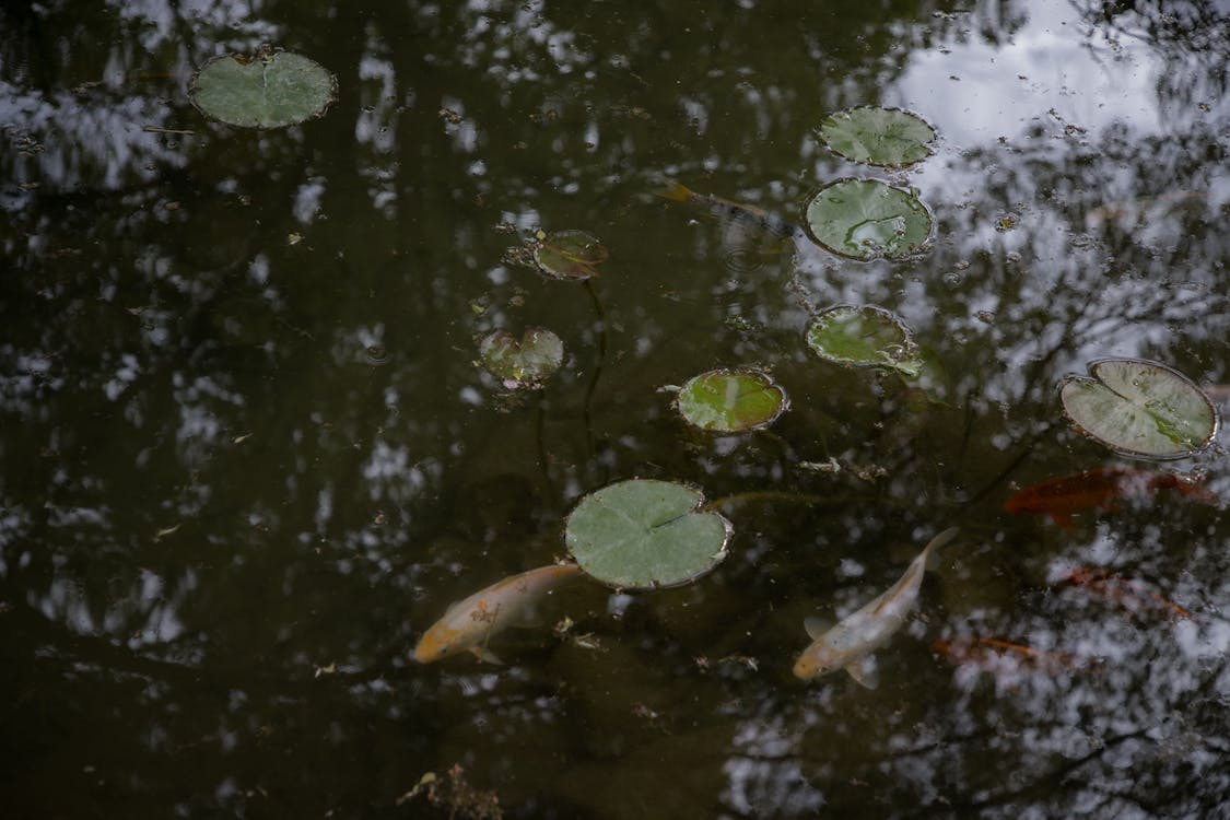 Botanical Garden "Jevremovac" (Belgrade, Serbia) (Jovan Vasiljević Photograhpy))