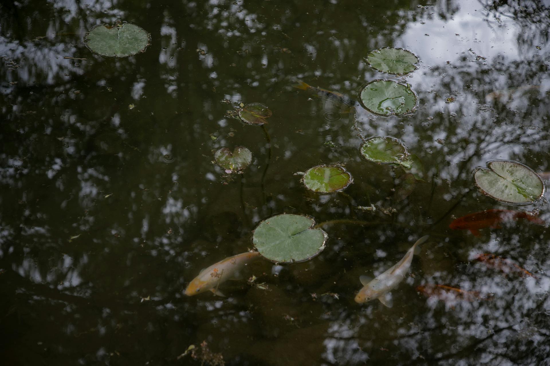 Tranquil koi pond featuring water lilies and reflections in a Zen Japanese garden.