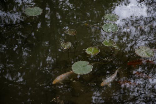 Free Botanical Garden "Jevremovac" (Belgrade, Serbia) (Jovan Vasiljević Photograhpy)) Stock Photo