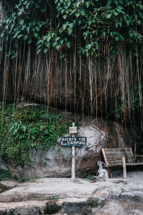 A sign on a rock with vines growing over it