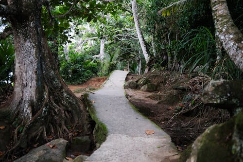 A path through the jungle with trees and rocks