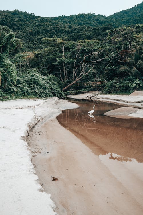 Heron Walking in Lake near Green Forest