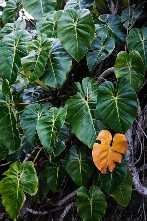 Yellow Leaf on Green Bush