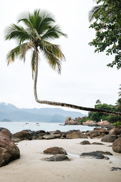 Palm Trees on Sand Beach with Rocks