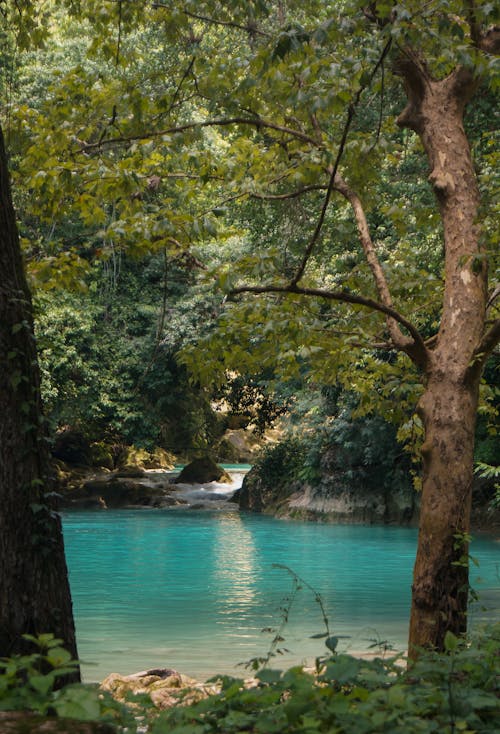 Immagine gratuita di acqua turchese, alberi, ambiente