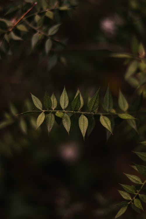 A close up of a plant with leaves