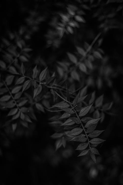Darmowe zdjęcie z galerii z ciemny, czarno-biały, liście