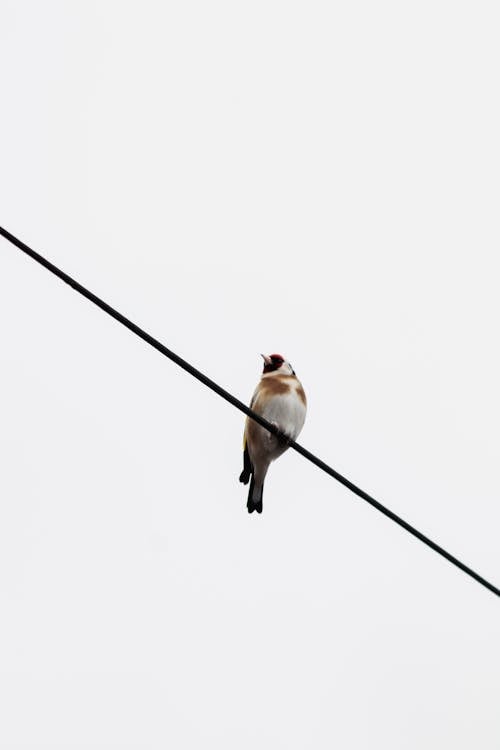 動物攝影, 卡德萊斯卡德萊斯, 垂直拍攝 的 免費圖庫相片