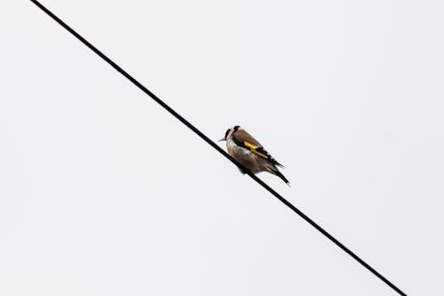 ケーブル, ヨーロッパゴールドフィンチ, 動物の写真の無料の写真素材