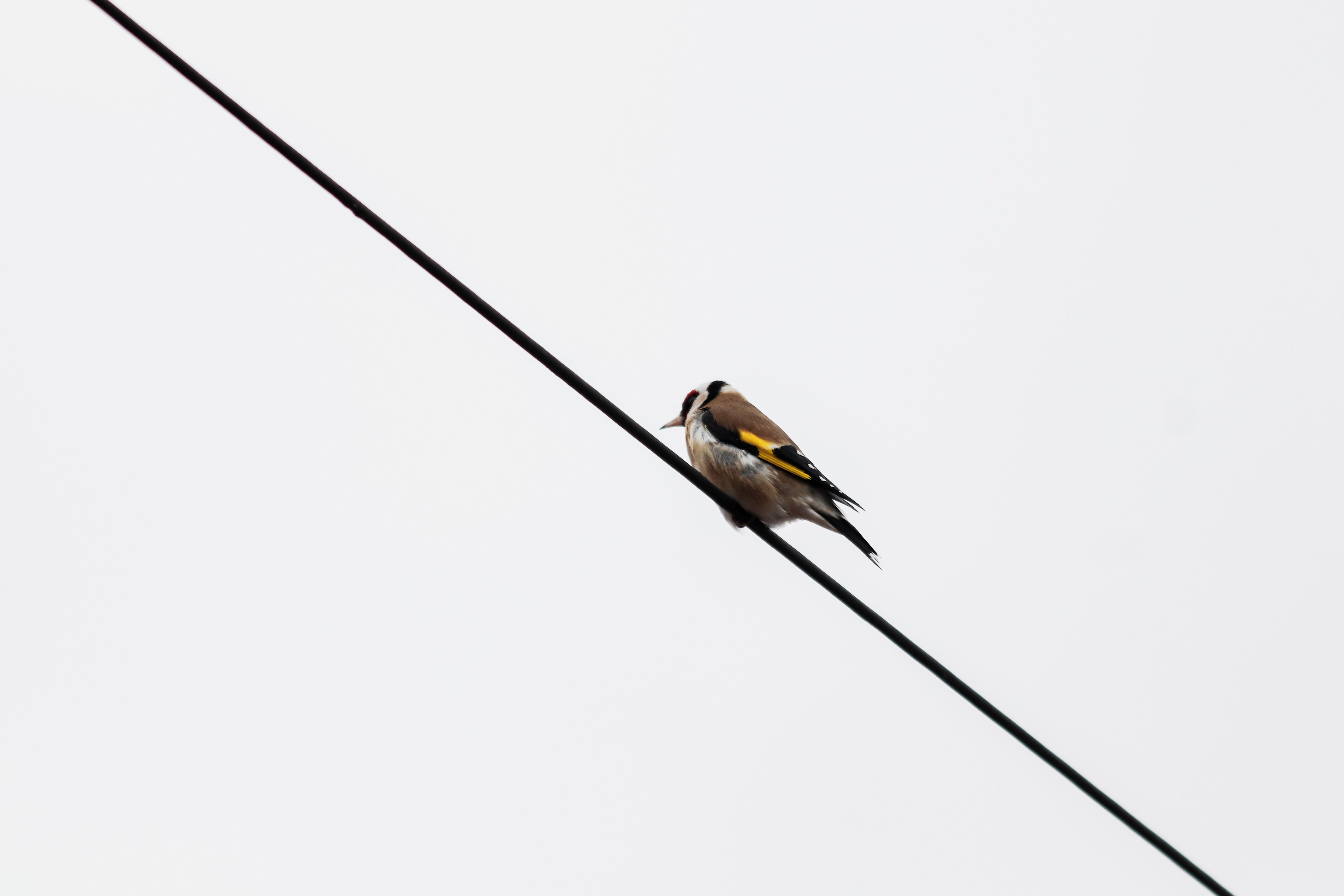 Tele Cable Photos, Download The BEST Free Tele Cable Stock Photos & HD ...