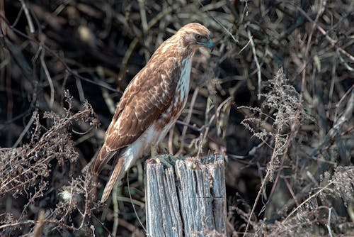 red tail hawk