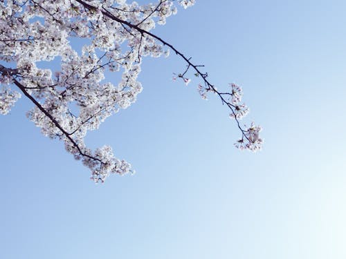꽃, 벚꽃, 봄의 무료 스톡 사진