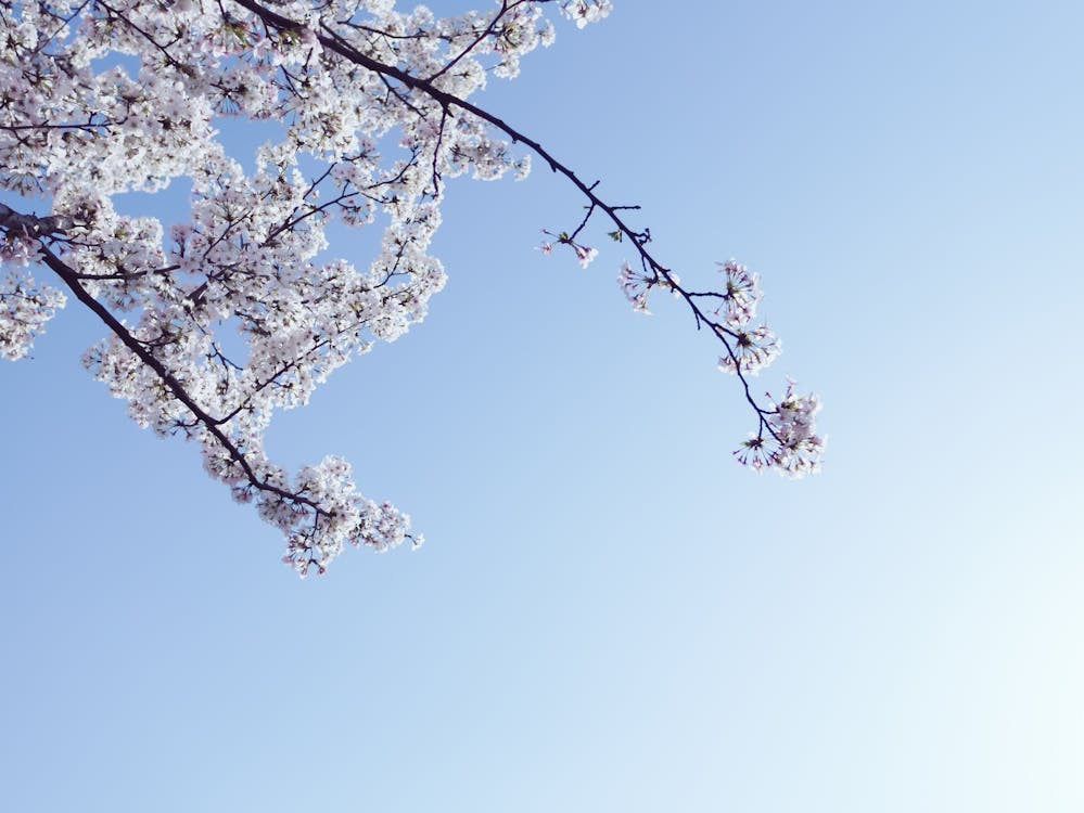 Fotobanka s bezplatnými fotkami na tému čerešňové kvety, jar, kvet