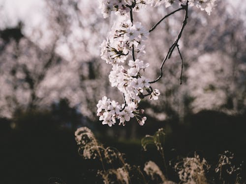 Immagine gratuita di bocciolo, fiore, fiori di ciliegio