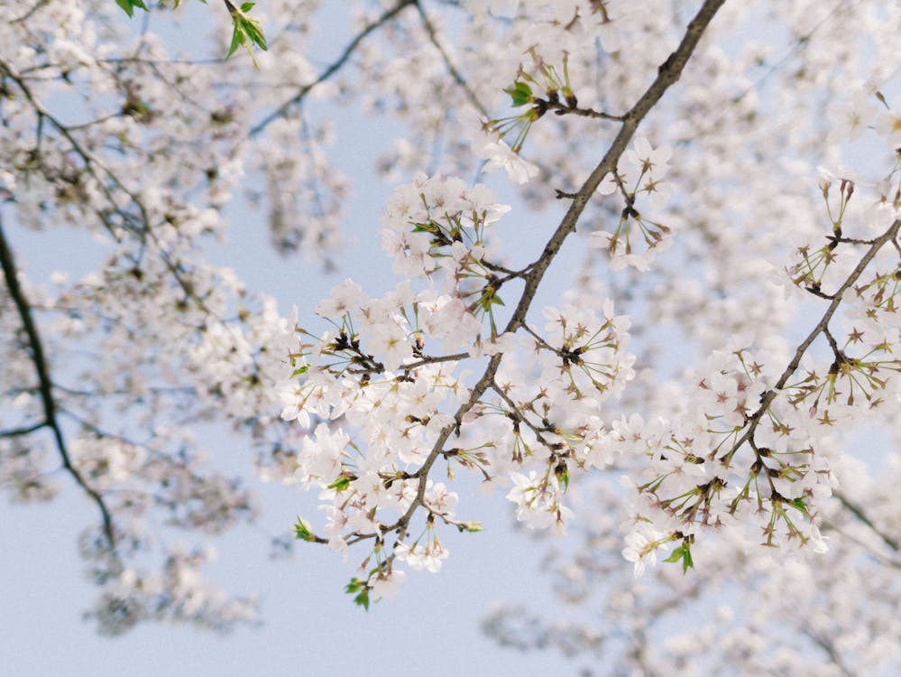 Ilmainen kuvapankkikuva tunnisteilla jousi, kevät, kirsikankukat