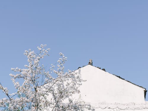 天性, 春天, 櫻花 的 免費圖庫相片