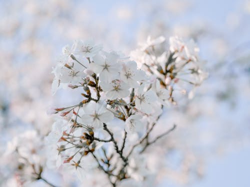 天性, 弹簧, 櫻花 的 免费素材图片