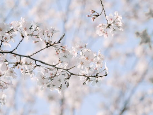 Ilmainen kuvapankkikuva tunnisteilla jousi, kirsikankukat, kukinta