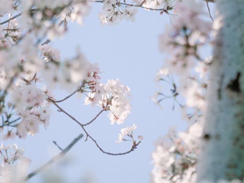 天性, 弹簧, 櫻花 的 免费素材图片