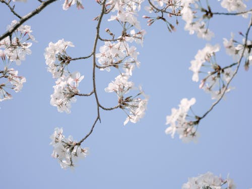 Fotobanka s bezplatnými fotkami na tému čerešňové kvety, jar, kvet
