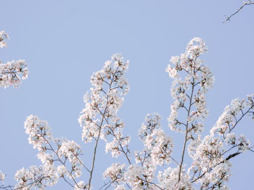 คลังภาพถ่ายฟรี ของ ดอกซากุระ, ดอกไม้, ธรรมชาติ