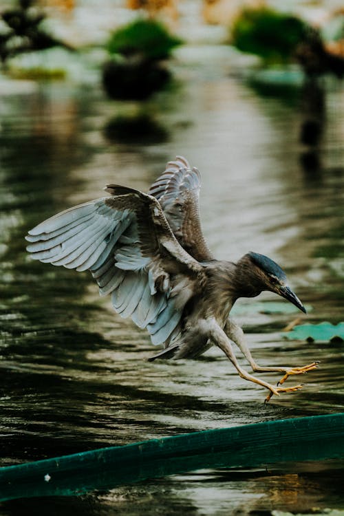 butorides striata, çizgili balıkçıl, dikey atış içeren Ücretsiz stok fotoğraf