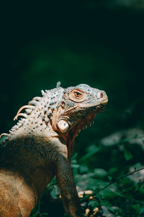 Kostnadsfri bild av grön iguana, huvud, närbild