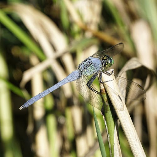 Free Extreme Close-up on a Dragonfly Stock Photo