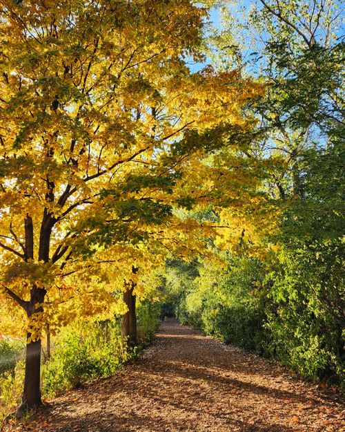 Free A scenic autumn trail with golden trees and sunlit foliage, perfect for nature enthusiasts. Stock Photo