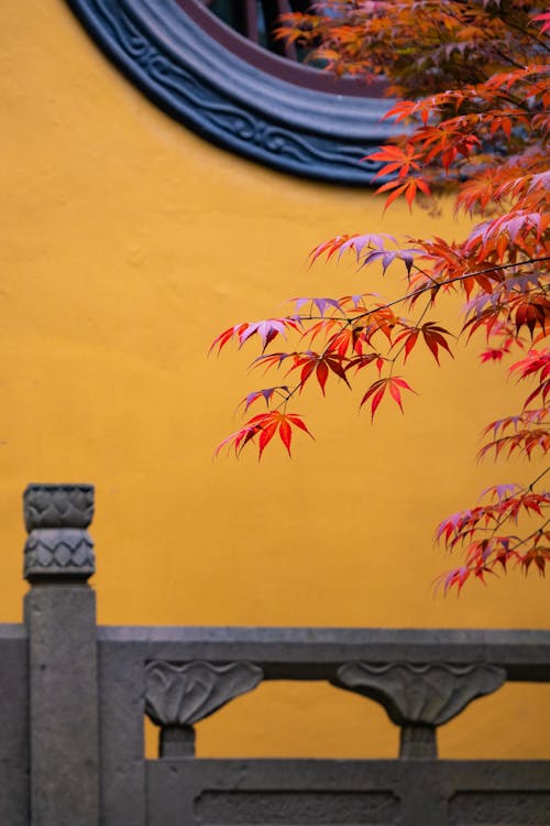 Gratis stockfoto met bladeren, gele muur, herfst