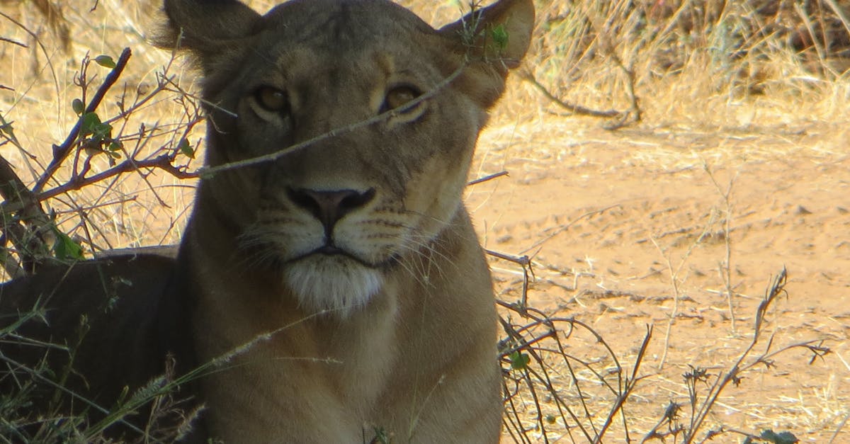 Free stock photo of africa, Kenya, lion